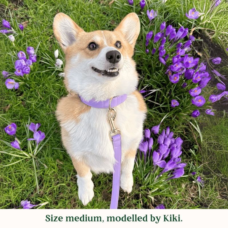 Tails & Bloom Lavender Dog Collar