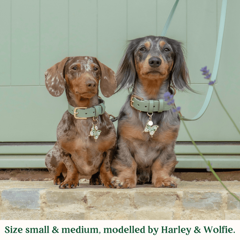 Tails & Bloom Sage Dog Collar