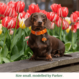 Immaculate Vegan - Tails & Bloom Tangerine Dog Collar