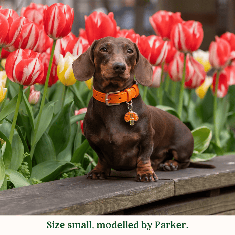 Tails & Bloom Tangerine Dog Collar
