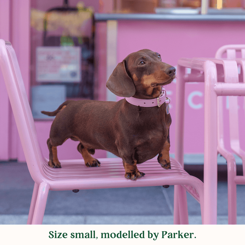 Tails & Bloom Bunny Pink Dog Collar