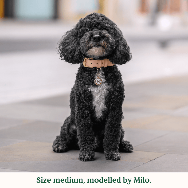 Tails & Bloom Biscotti Dog Collar