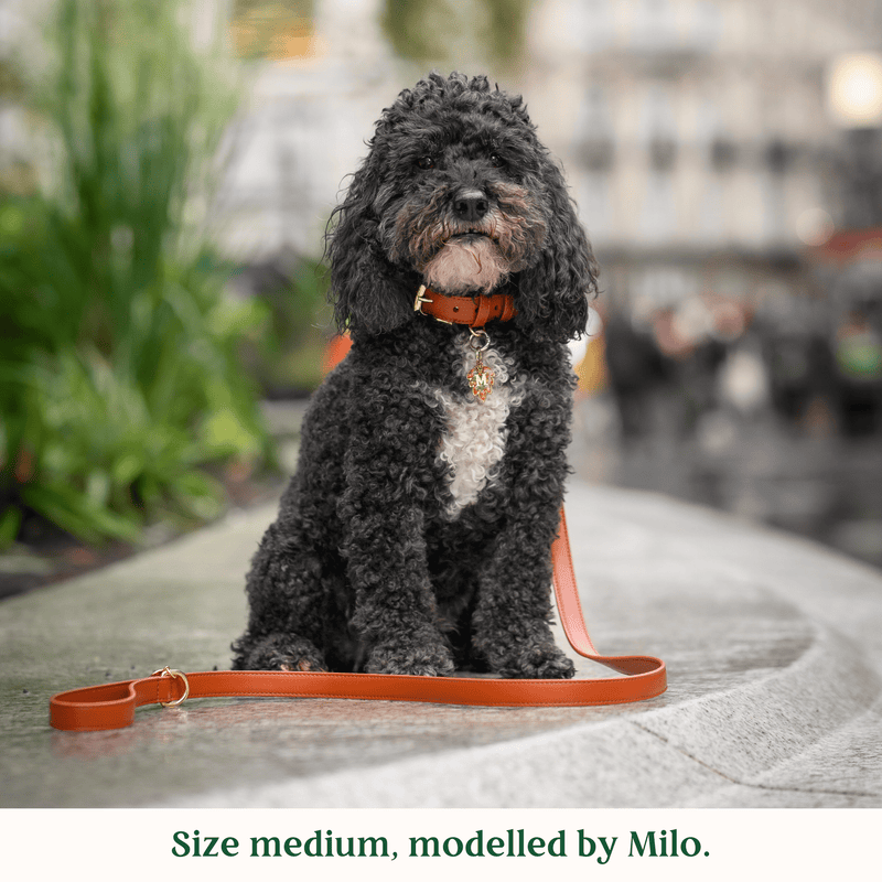 Tails & Bloom Hazelnut Dog Collar