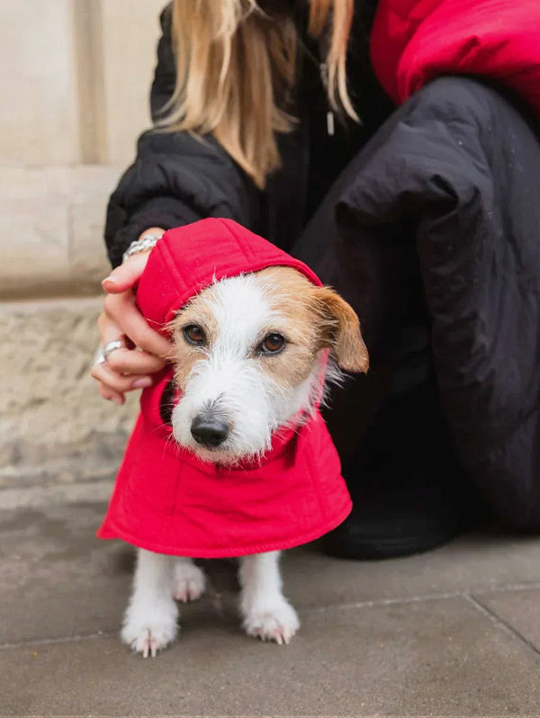 New Orchard Dog Hoodie | Red