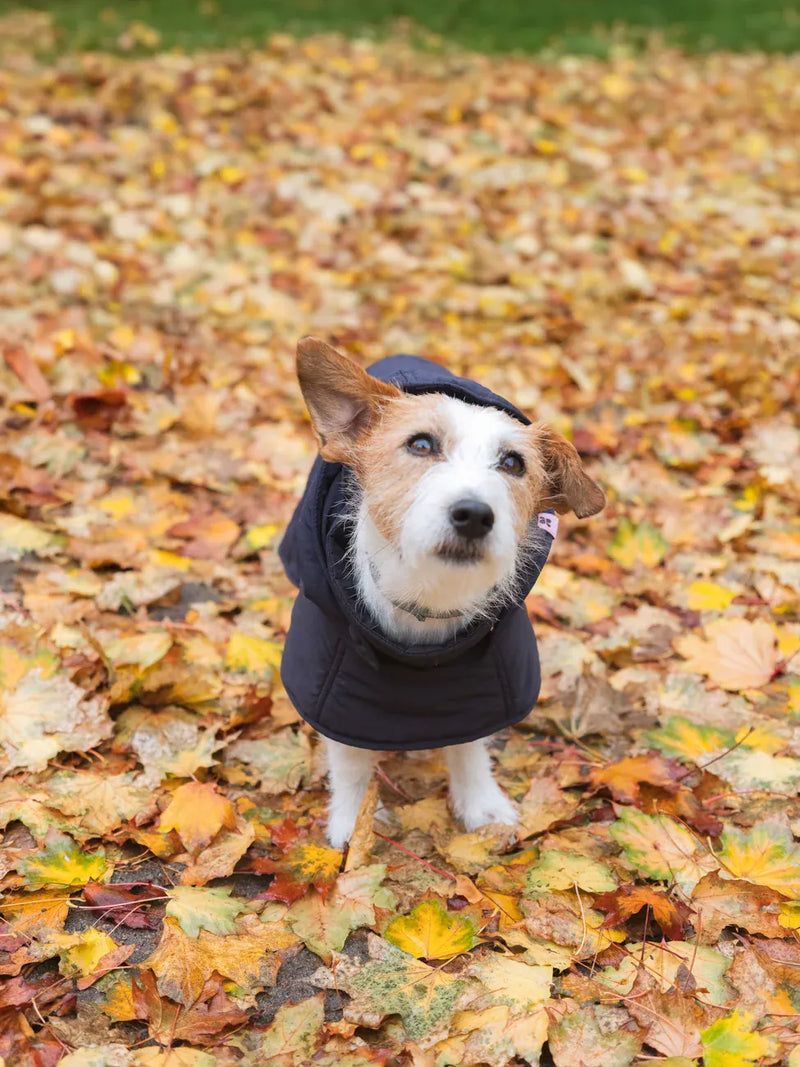 New Orchard Dog Hoodie Navy