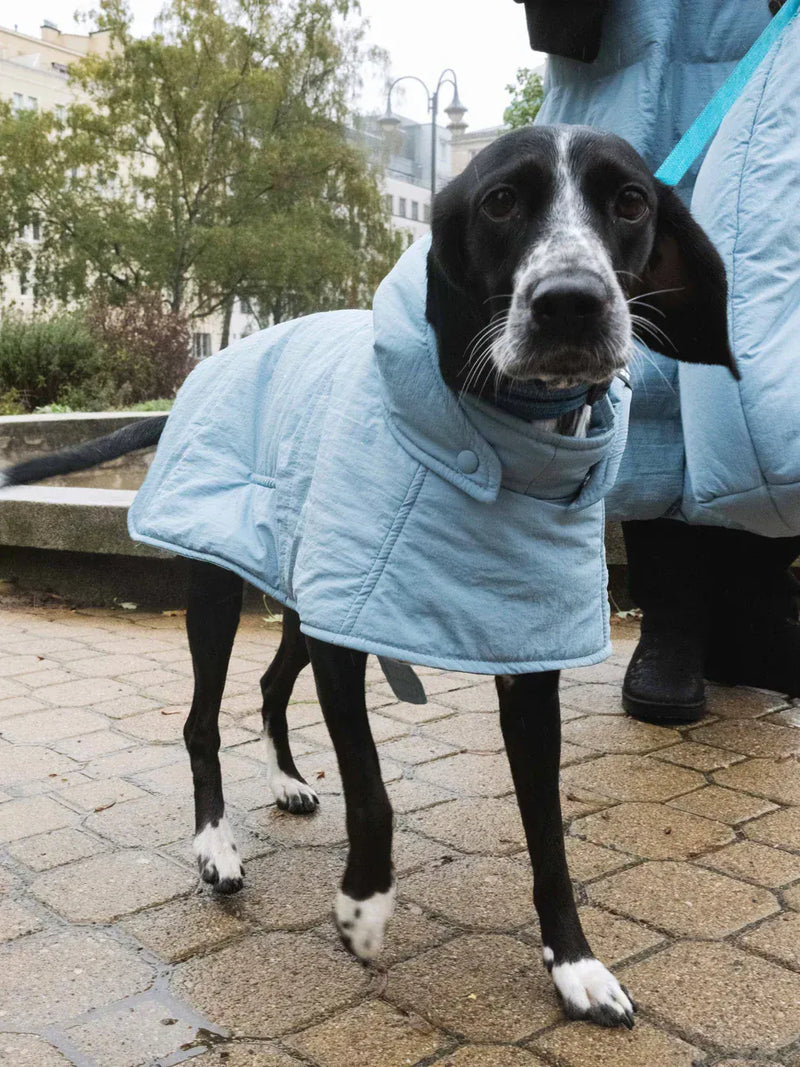 New Orchard Dog Hoodie Blue