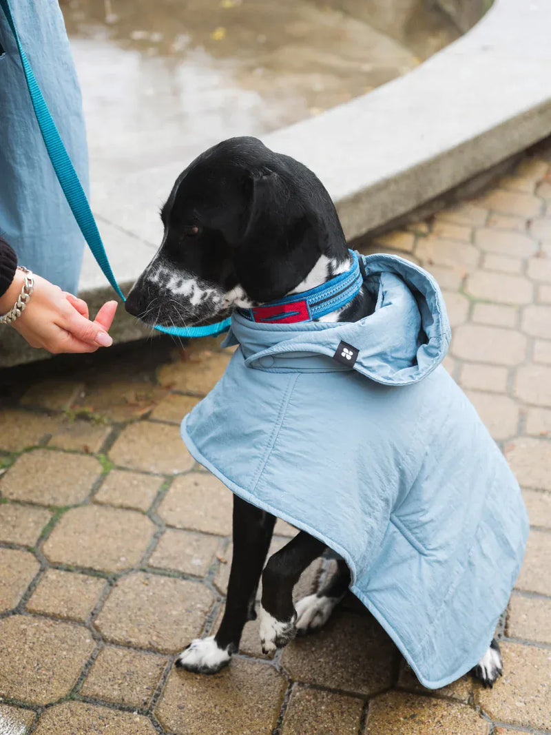New Orchard Dog Hoodie Blue