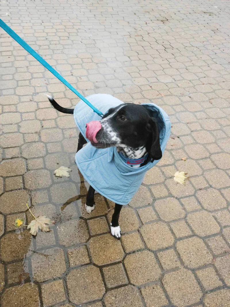 New Orchard Dog Hoodie Blue