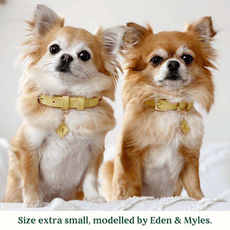 Tails & Bloom Primrose Dog Collar
