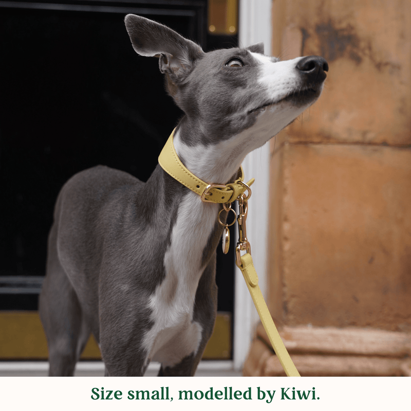 Tails & Bloom Primrose Hound Collar