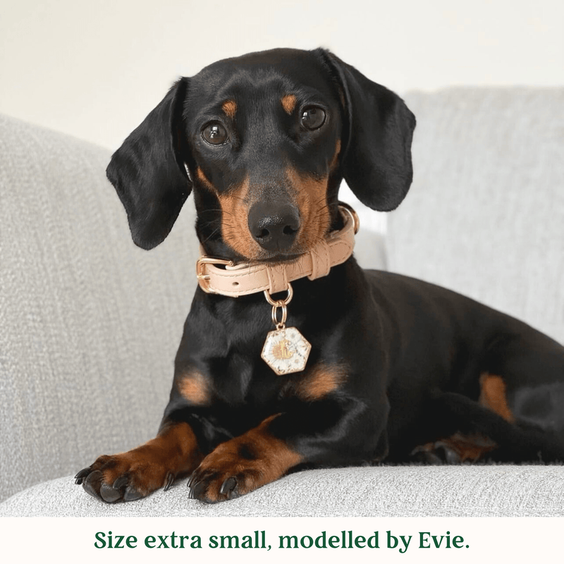 Tails & Bloom Biscotti Dog Collar