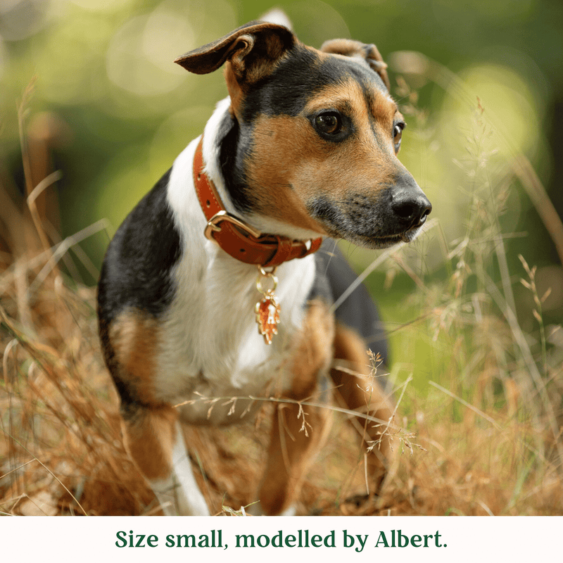 Tails & Bloom Hazelnut Dog Collar