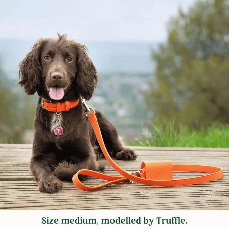 Tails & Bloom Tangerine Dog Collar