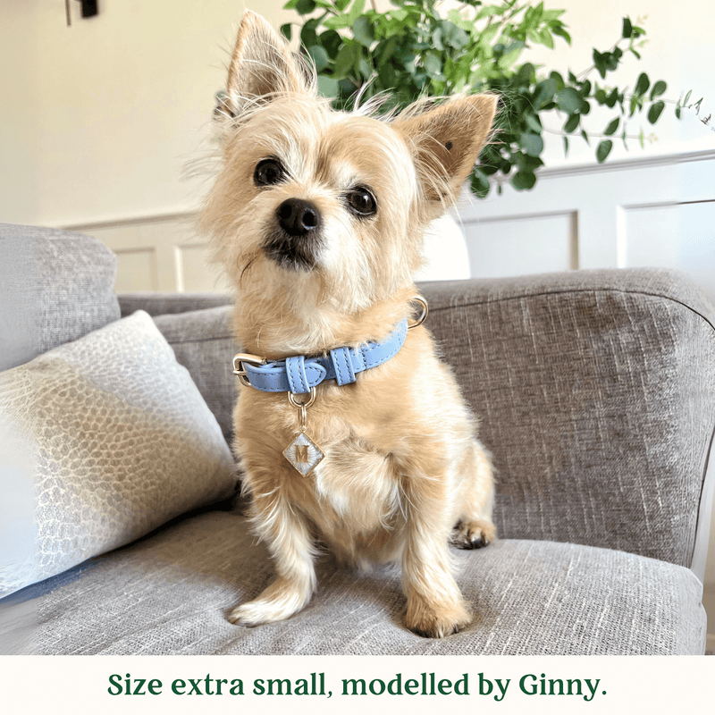 Tails & Bloom Cornflower Blue Dog Collar