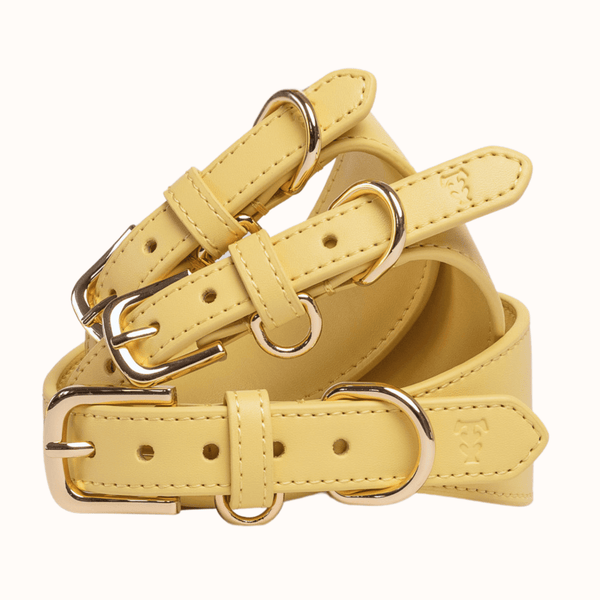 Tails & Bloom Primrose Hound Collar
