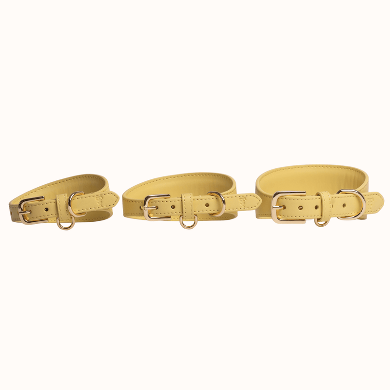 Tails & Bloom Primrose Hound Collar