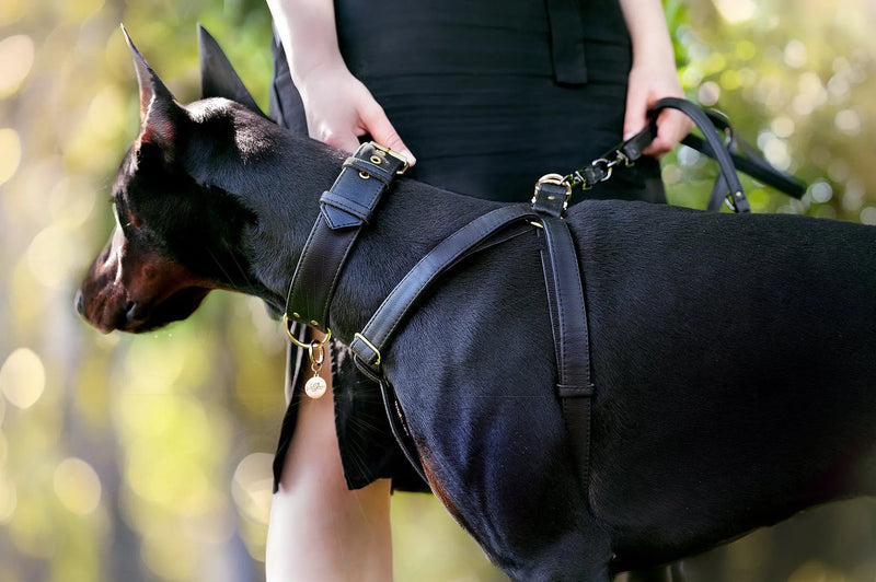 Piñatex® Vegan Leather Large Breed Dog Collar | Black