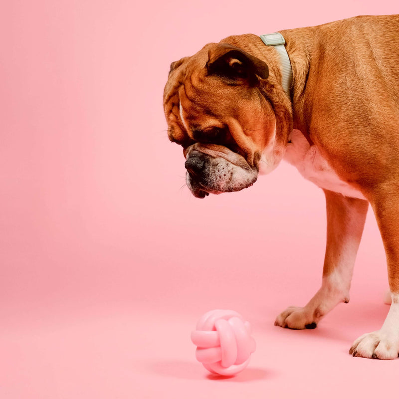 Barc London Knotball Squeaky Dog Toy