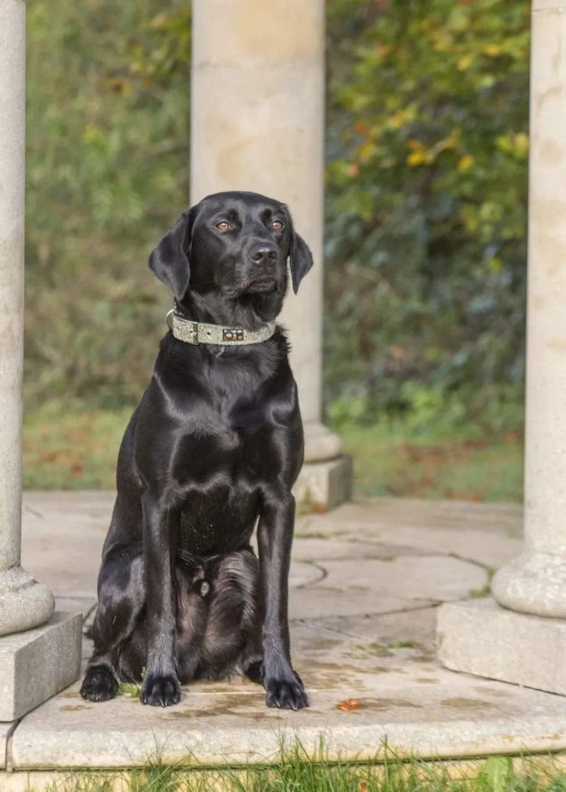 Oscar & Hooch Tweed Range Dog Collar | Multiple Colours