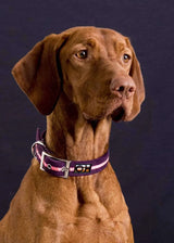 Immaculate Vegan - Oscar & Hooch Dog Collars - Neon Range
