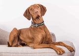 Immaculate Vegan - Oscar & Hooch Dog Collars - Neon Range