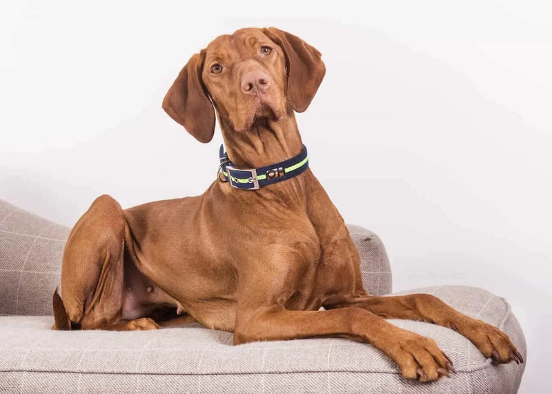 Oscar & Hooch Dog Collars - Neon Range