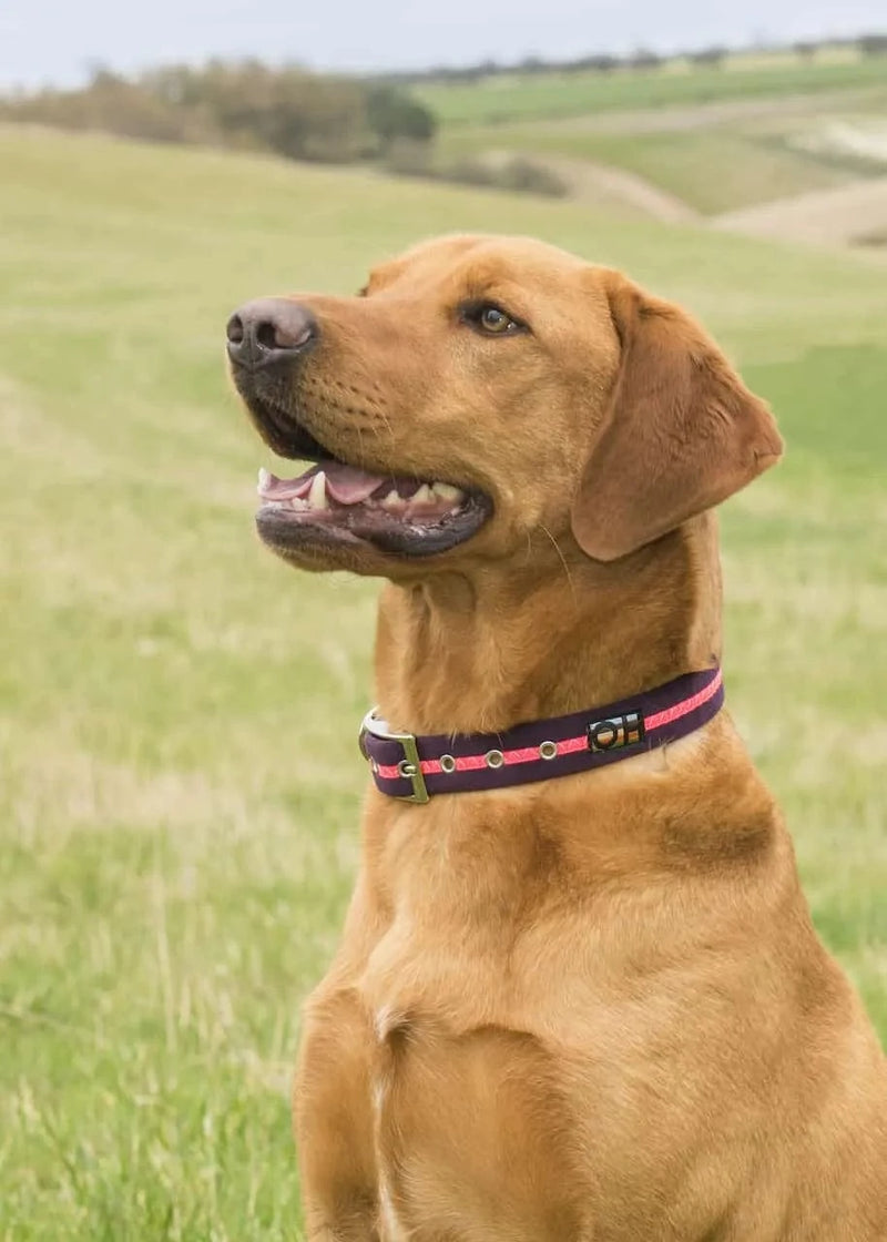 Oscar & Hooch Dog Collars - Neon Range