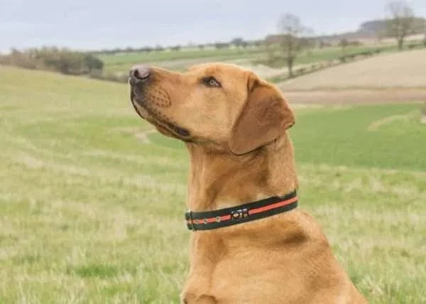 Oscar & Hooch Dog Collars - Neon Range