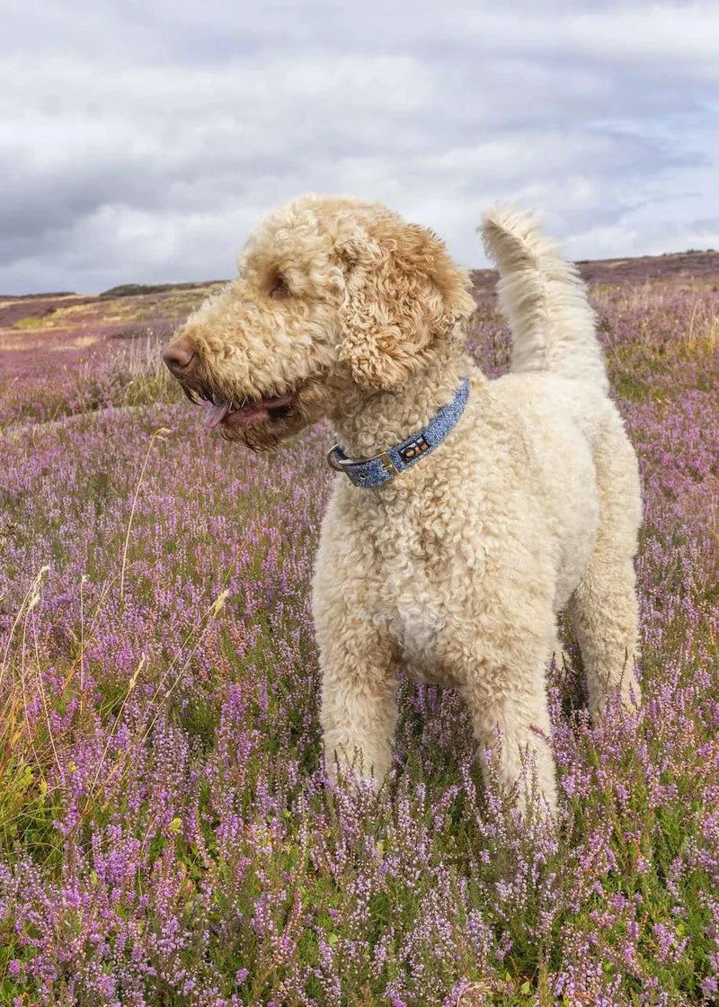 Oscar & Hooch Tweed Range Dog Collar | Multiple Colours
