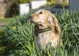 Immaculate Vegan - Oscar & Hooch Dog Collars - Neon Range