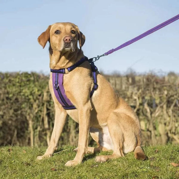 Oscar & Hooch Signature Range Dog Harness | Multiple Colours