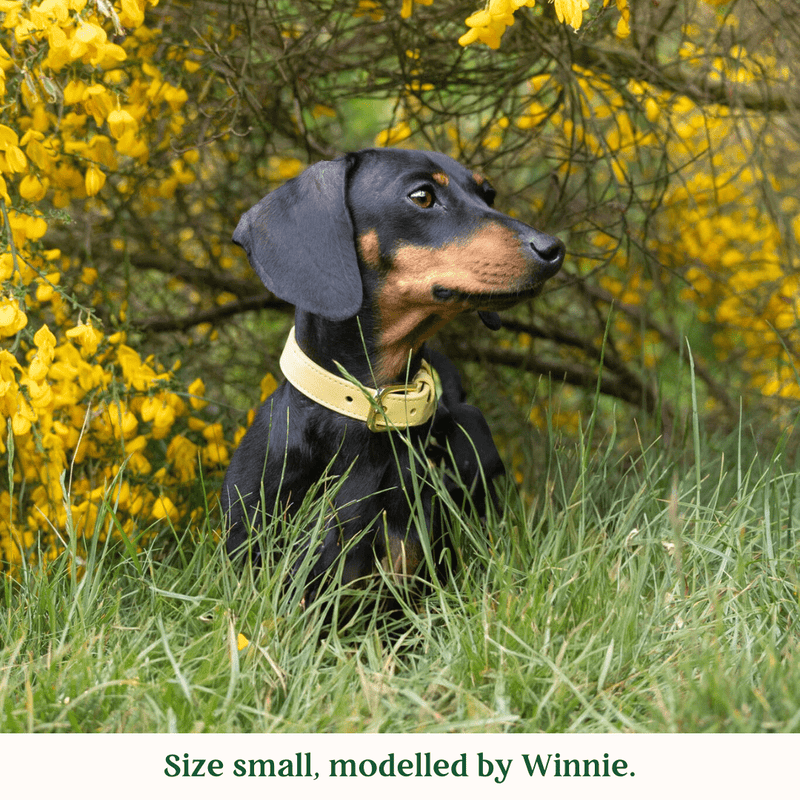 Tails & Bloom Primrose Dog Collar