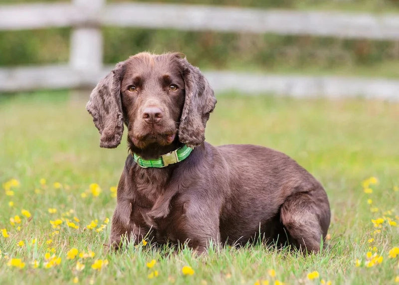 Oscar & Hooch Signature Snap Dog Collar | Multiple Colours