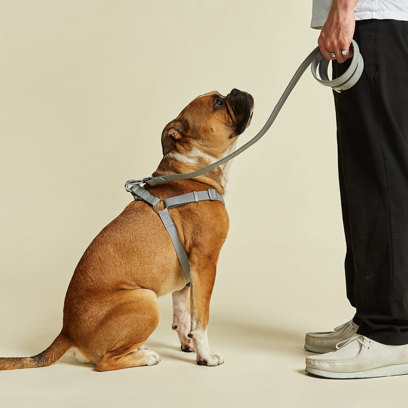 Barc London Ash Grey Dog Collar, Harness & Lead Set