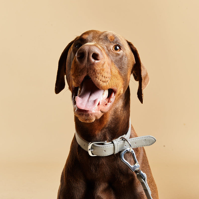 Barc London Ash Grey Dog Collar & Lead Set