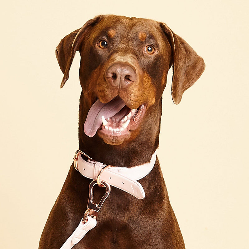 Barc London Blush Pink Dog Collar, Harness & Lead Set