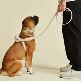 Immaculate Vegan - Barc London Blush Pink Dog Collar, Harness & Lead Set