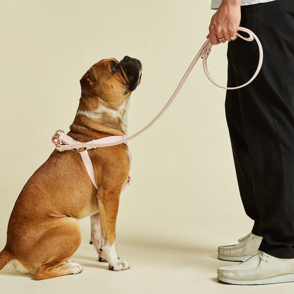 Barc London Blush Pink Dog Collar, Harness & Lead Set