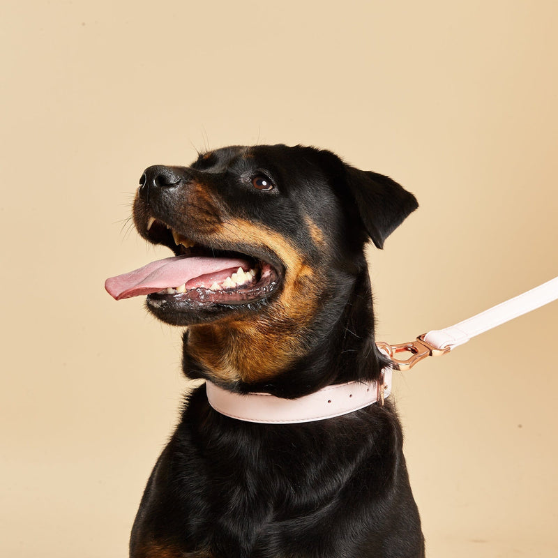 Barc London Blush Pink Dog Collar & Lead Set