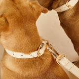 Immaculate Vegan - Barc London Light Ivory Dog Collar