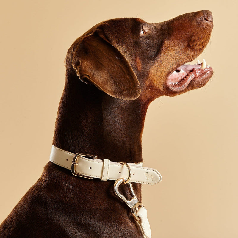 Barc London Light Ivory Dog Collar, Harness & Lead Set