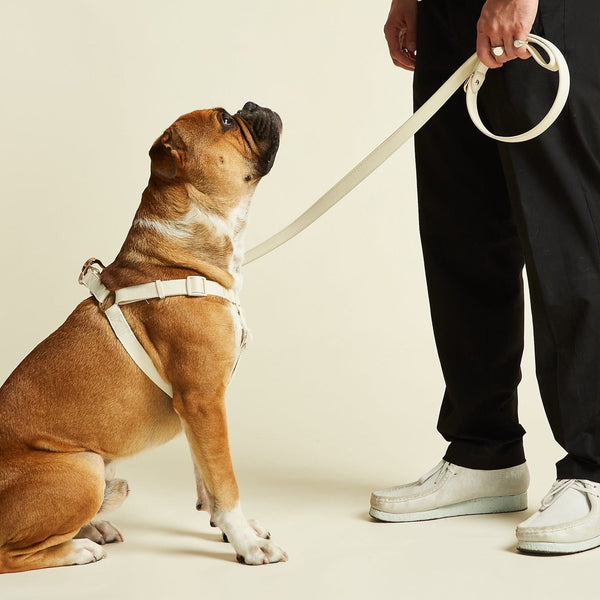 Barc London Light Ivory Dog Collar, Harness & Lead Set
