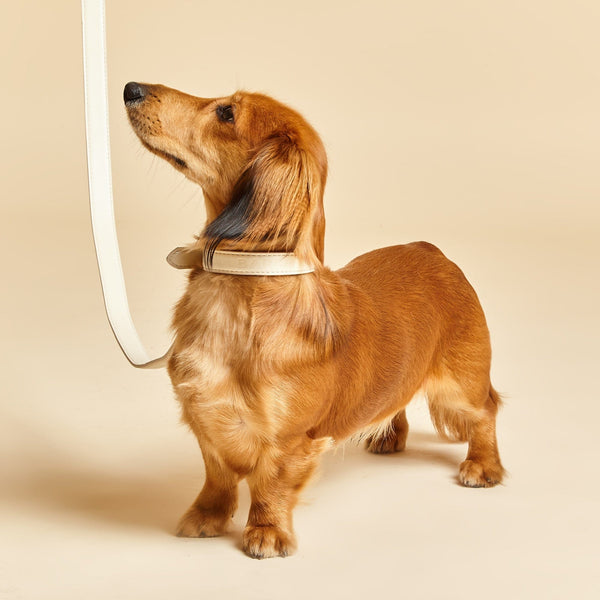 Barc London Light Ivory Dog Collar & Lead Set
