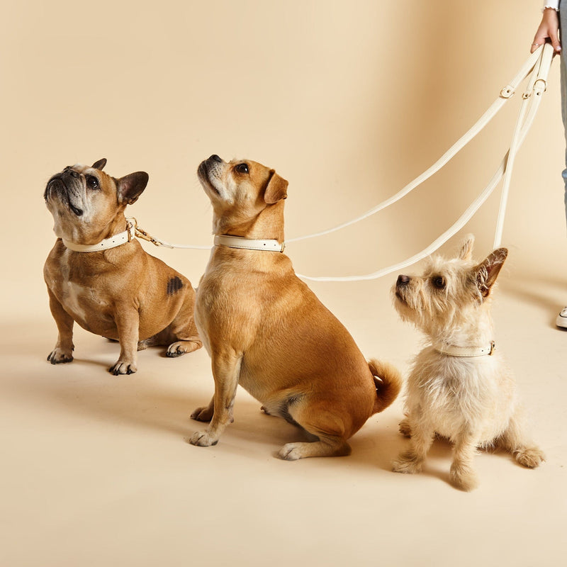 Barc London Light Ivory Dog Collar & Lead Set