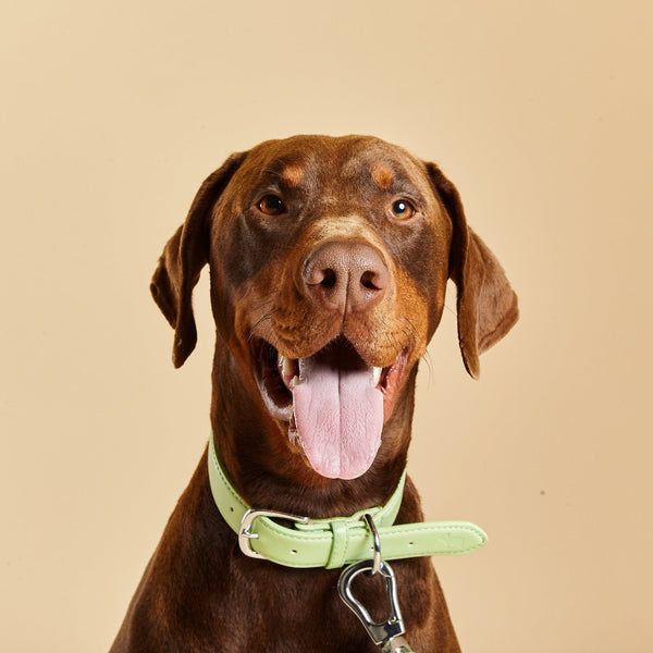 Barc London Lush Green Dog Collar