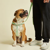 Immaculate Vegan - Barc London Lush Green Dog Harness