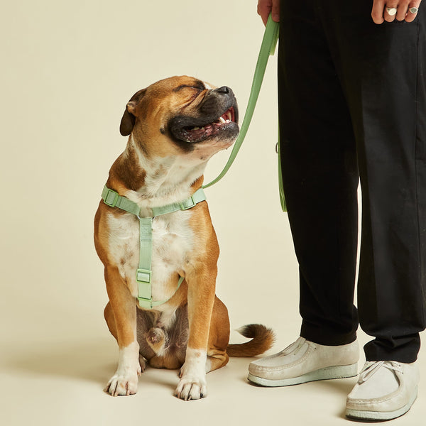 Barc London Lush Green Dog Harness