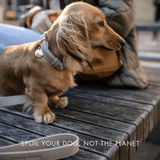 Immaculate Vegan - Nina Woof Leash 4ft - Vegan Leather - London