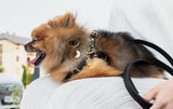 Immaculate Vegan - VEGARI Vegan Leather Dog Leash BLACK | Made from Pineapple Leather Piñatex BLACK / PINATEX VEGAN LEATHER