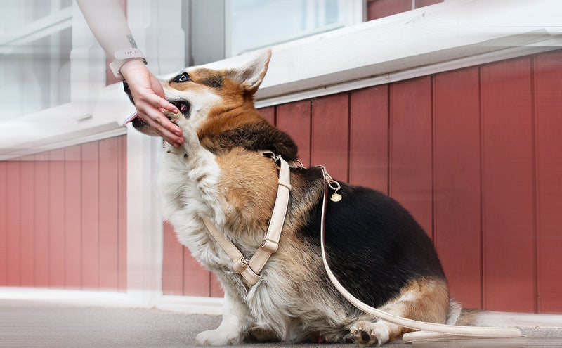 VEGARI Vegan Leather Anatomical Correct Dog Harness - BEIGE ROYAL| Handmade from Piñatex